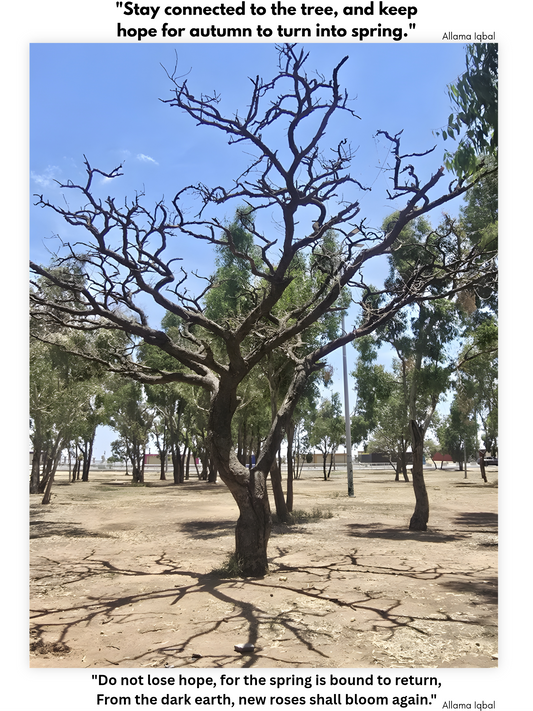 Abstract Bare Tree Silhouette | Minimalist Winter Branch Art | Monochrome Desert Shadow Canvas